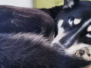 Vind Husky foto 10