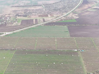 430 Ari teren cu vita de vie Moldova  foto 3