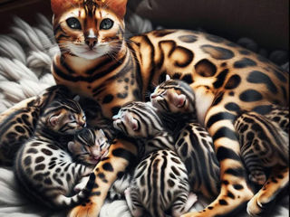 Элитные Бенгалы Bengal foto 2