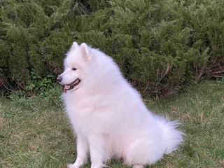 Самоед (Samoyed) для вязки (imperechere) foto 7