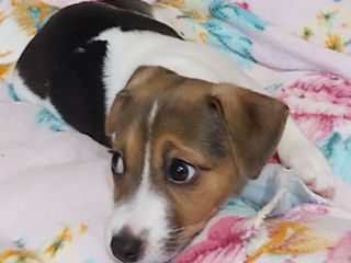 Cățeluș Jack Russell Terrier, Au Mai Rămas 2fetite