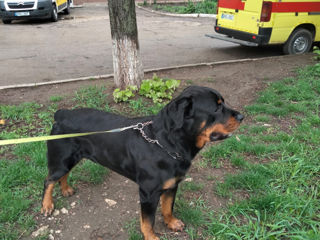 Молодой здоровый кобель Ротвейлер для вязки. Rottweiler. foto 2