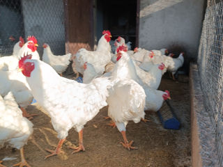 Vind ouă de găină rasa Plimutroc alb pentru incubare foto 9