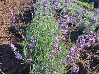 Lavanda foto 3