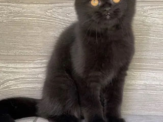 Scottish fold Black rare foto 4