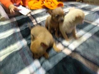 Чихуа хуа щенки девочка и мальчики 2 месяца рыжие  евро щенок foto 1