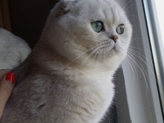 Scottish fold/straight foto 7