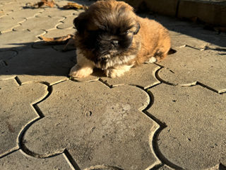 Shih Tzu foto 4