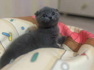 British shorthair foto 5