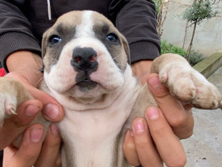 Pit bull foto 4