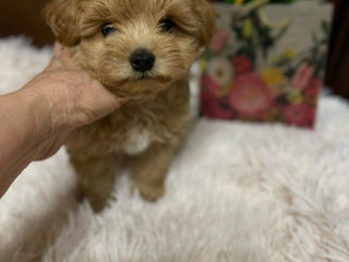 Maltipoo F1 foto 1