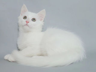Породистая сибирская  белая кошечка котенок.