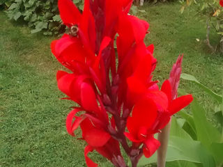 Canna Indica roșu multianuală- flori exotice extaordinar de frumoase de exterior!