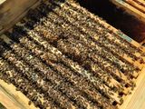 Pachete de albine pe 10 rame. Albina carpatica - stupina de tip BIO (certificare germana)! foto 1