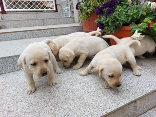 Cățeluși Labrador foto 2