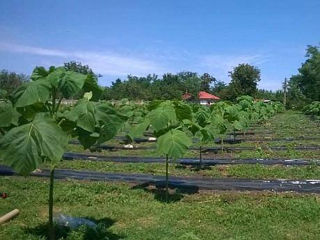 paulownia foto 8