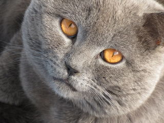 Вязка с клубным котом(Кишинёв) foto 1