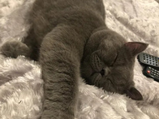 Motan British Shorthair Blue pentru montă foto 2