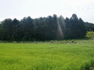 Участок возле леса,траса Кишинев-Оргеев. foto 4
