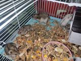 Hamsteri gratis foto 3