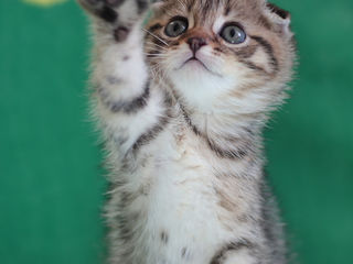 Нежные мурлыки.2 luni. Scottish Fold Mramor Fata. Rasa pura foto 5