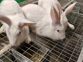 Продам чистопородных кроликов породы белый панон