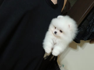 Подари себе счастье!Mini toi Spitz's Pomeranian foto 2