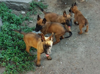 Malinois belgian