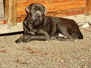 Cane Corso Italiano foto 2