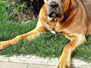 Cane corso pui FCI foto 1