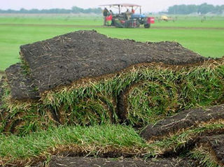 Производим руллоный газон.Gazon rulou de la producător. foto 3