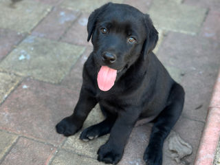 Labrador foto 6