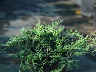 Ienuperi târâtori (juniperus horizontalis) foto 9