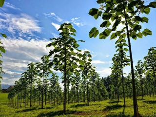 Paulownia Shang Tong - Propria padure in 4 ani