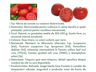 semințe profesionale de tomate, create de Sakata foto 2