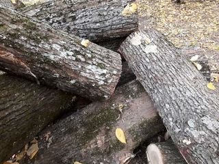 Vind lemne de foc stejar carpan frasan( si lemn moale) foto 2