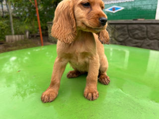 Cocker spaniel foto 4