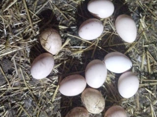 Домашние яйца оуэ foto 2