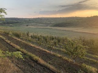 Teren agricol 3,7 ha,   mun. Chisinau, 4 km, linga s.  Bacioi. Investitia corecta a banilor DVS foto 9