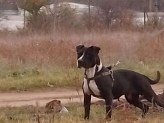 Vând cățeaua de rasă Pit bul curat foto 5