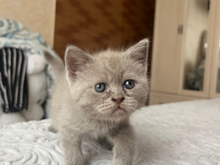 Pisicuțe Scottish Fold de Vânzare foto 4