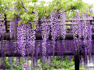 Wisteria глициния foto 4