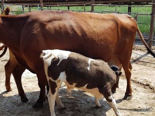 Cumpar vacute bune de lapte si la carne