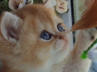 British Golden Chinchilla из питомника Royal Lovely foto 1