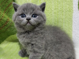 Pisicuți scottish straight shorthair cu blana scurta.