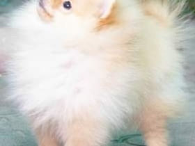 Pomeranian  померанский  шпиц foto 2