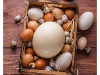 Ferma autorizată -casa struților- vinde ouă de struț