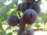 pomi fructiferi de la producator foto 2