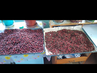 Deshidrator fructe ,legume ,carne ,peste foto 6