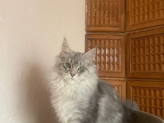 Pisoi gigant mein coon de vânzare.Продаются котята породы мейн кун foto 3